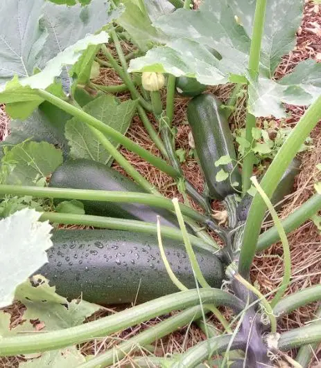 Surplus courgettes