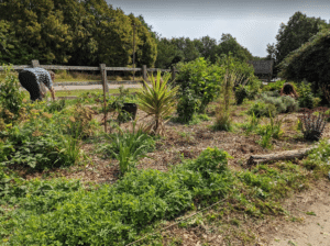 Forest garden in need of weeding 1