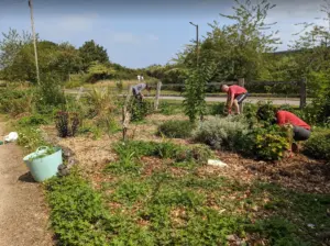 Forest garden weeding wip 2 Forest garden weeding wip 2