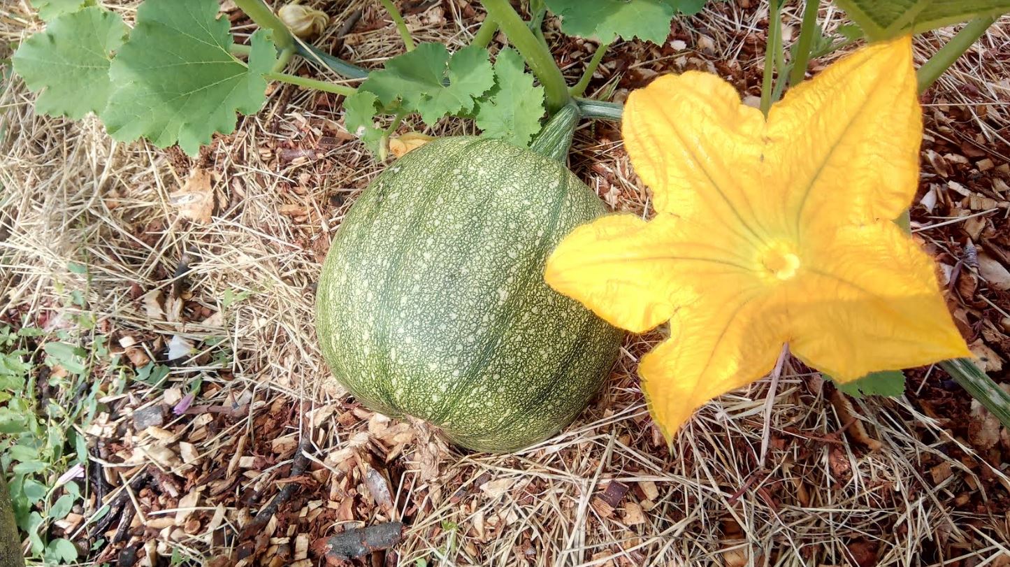 Pumpkin growing