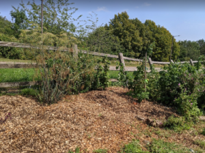 Forest garden weeding done