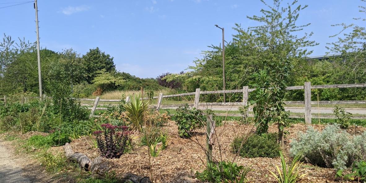 Weeded forest garden - looking from entry