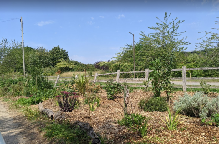 Weeded forest garden - looking from entry