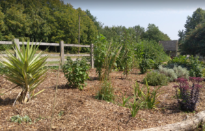 Weeded forest garden - looking to entry road