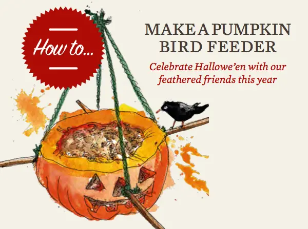 pumpkin bird feeder pumpkin bird feeder