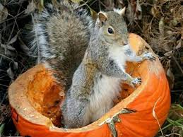 Pumpkin squirrel (source: Manchester Evening News)