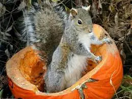 Pumpkin squirrel (source: Manchester Evening News) Pumpkin squirrel (source: Manchester Evening News)