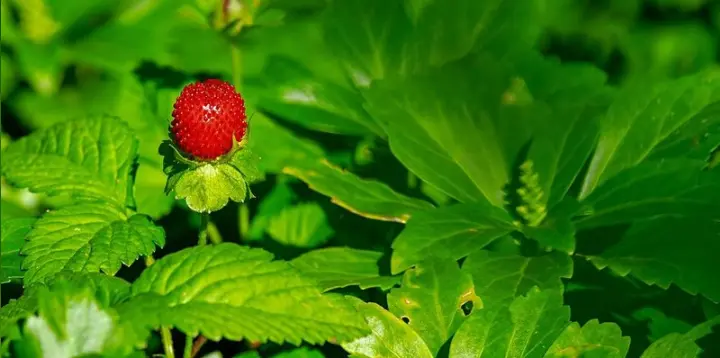 wild strawberry
