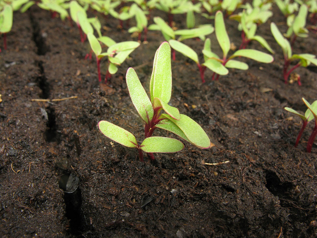 Beetroot Seedlings