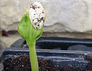 Courgette seedling