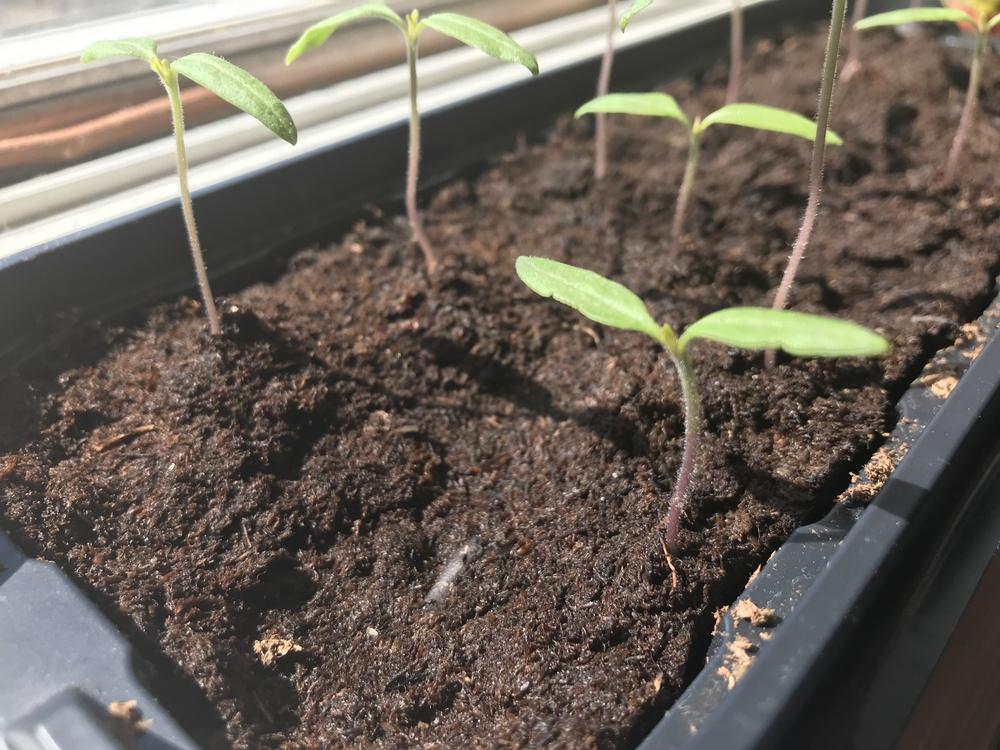 tomato seedlings