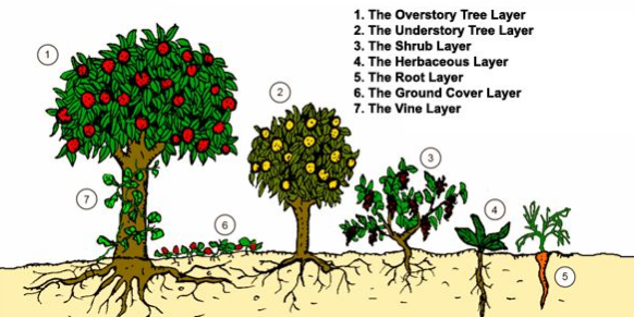 Food forest layers The Seven Layers of a Food Forest
