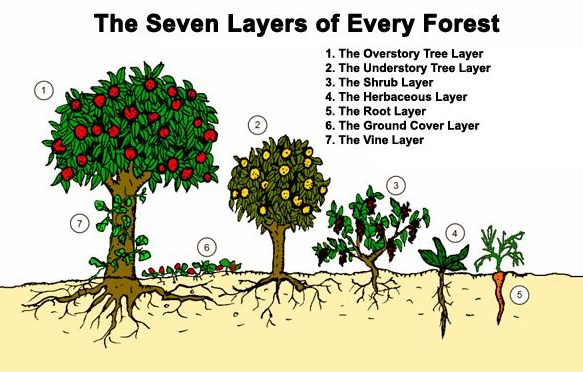 The Seven Layers of a Food Forest