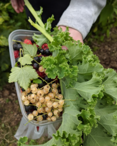 Produce from the Planting Up MK forest garden