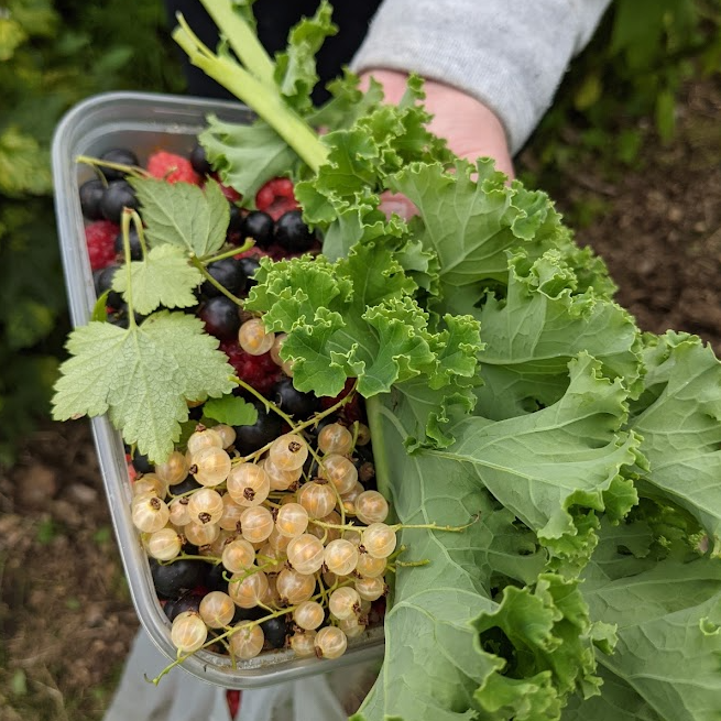 Produce from the Planting Up MK forest garden