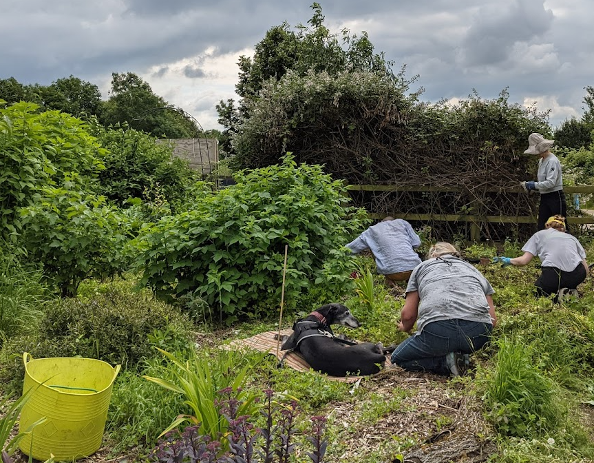 WAC forest garden - volunteers hard at work