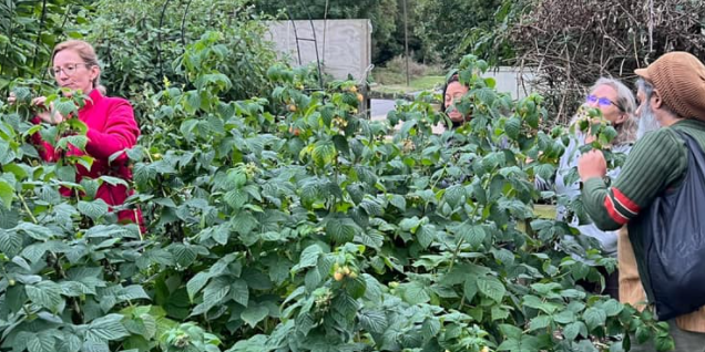 Rakesh eating raspberries at WAC Rakesh eating raspberries in our forest garden