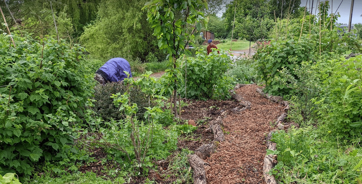 Planting Up garden path