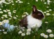 Happy Easter
