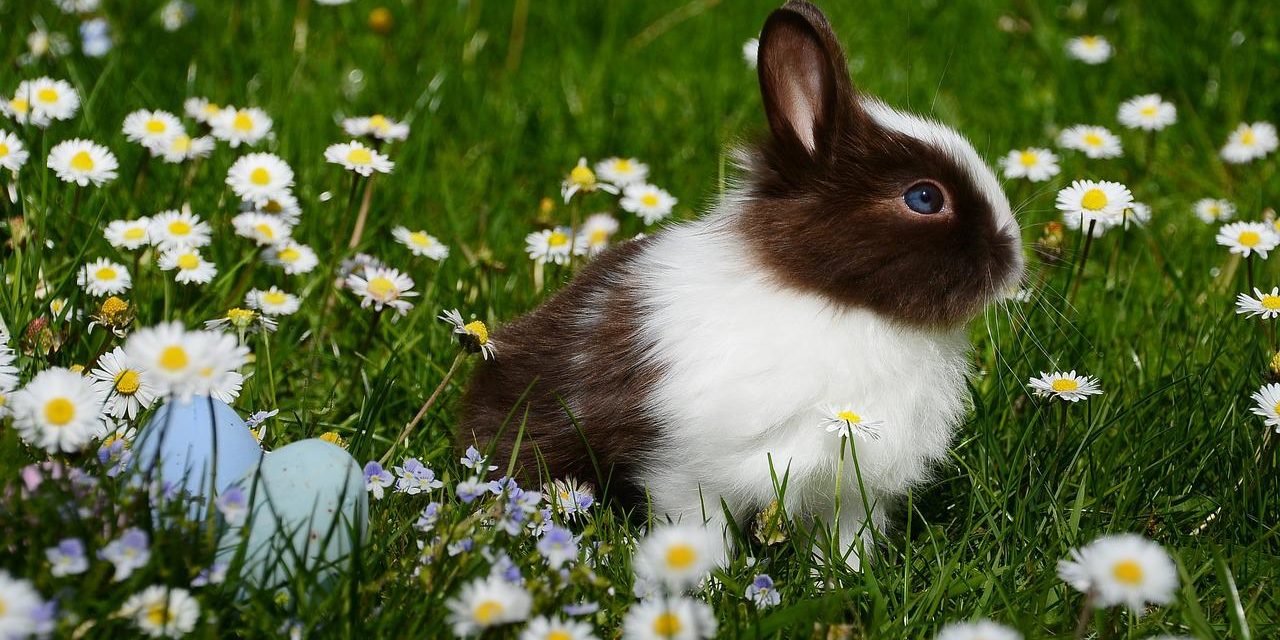 easter-bunny_1280 Happy Easter