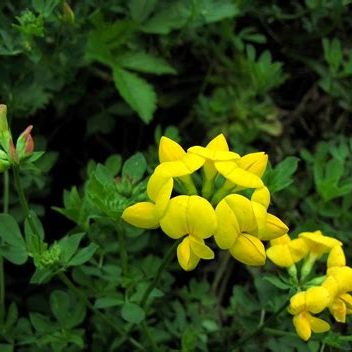 Birds foot trefoil