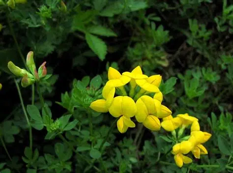 Birds foot trefoil