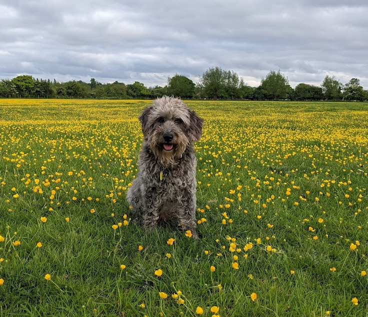 May is definitely the time for buttercups