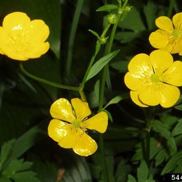 Creeping buttercup