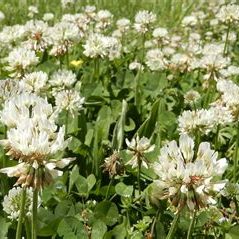 White clover