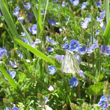 Germander speedwell