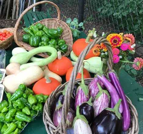 veg gardening