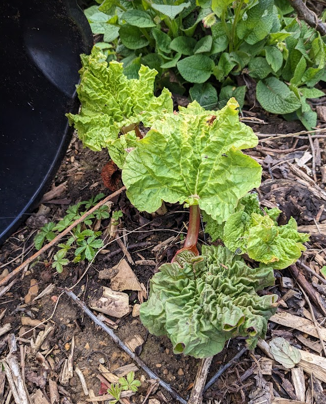 Baby rhubarb