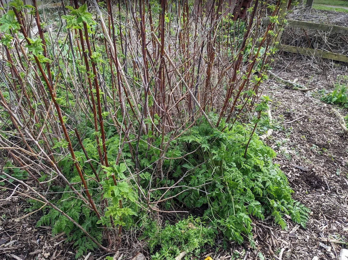 Cow parsley around the golden raspberry