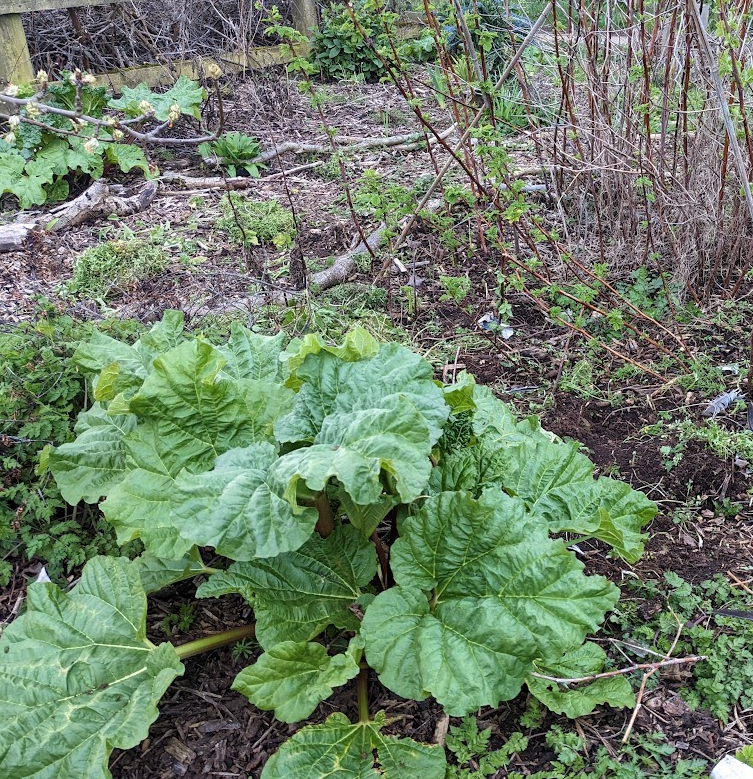 Rhubarb