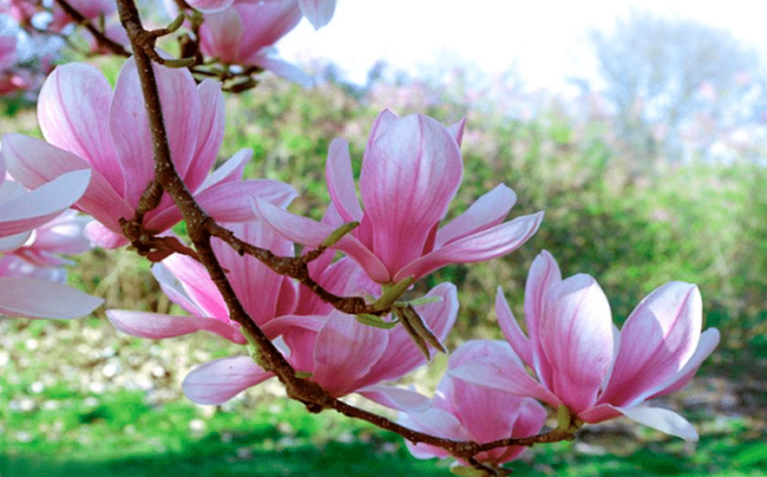 magnolia magnolia flowers