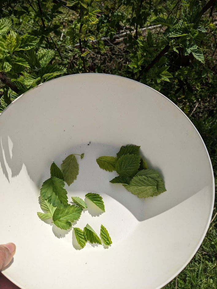 Raspberry leaf tea for me