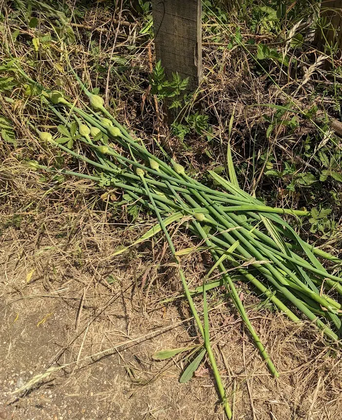 Our harvested scapes