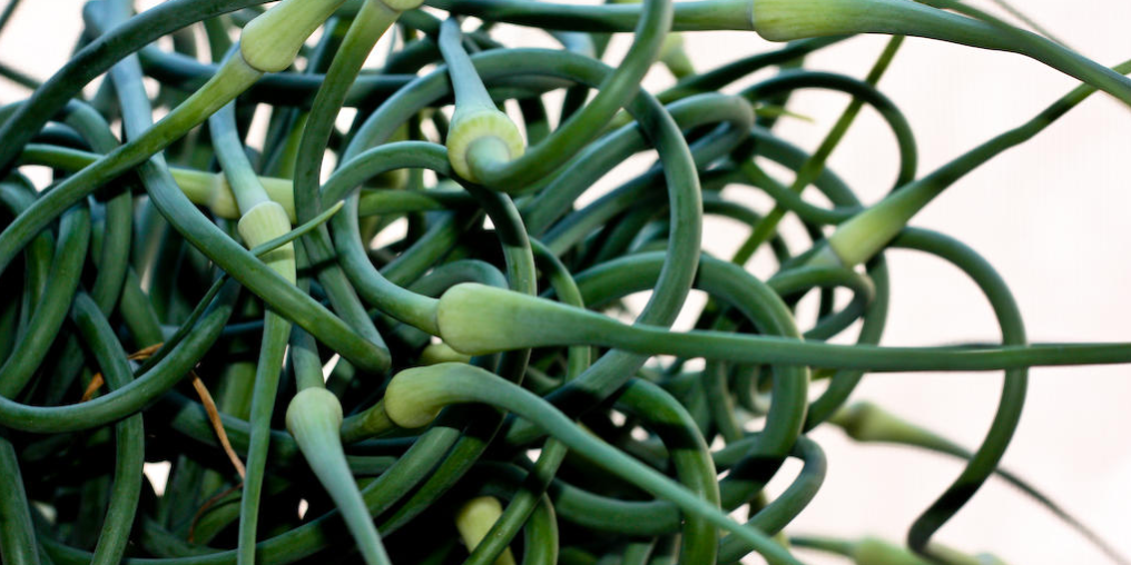Scapes Scapes