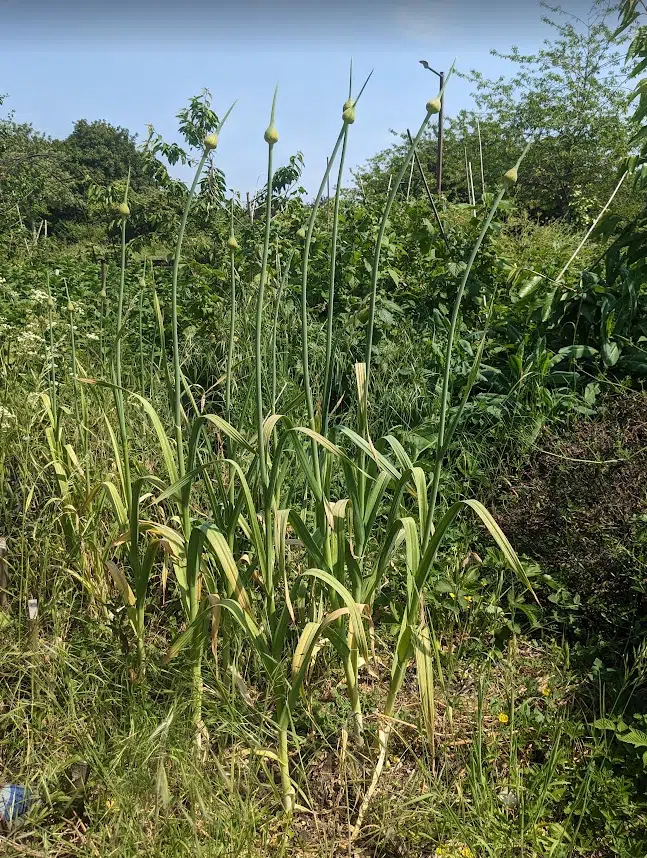 Scapes in our Forest Garden