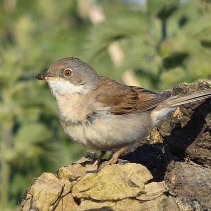 common whitethroat