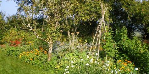 edible forest garden