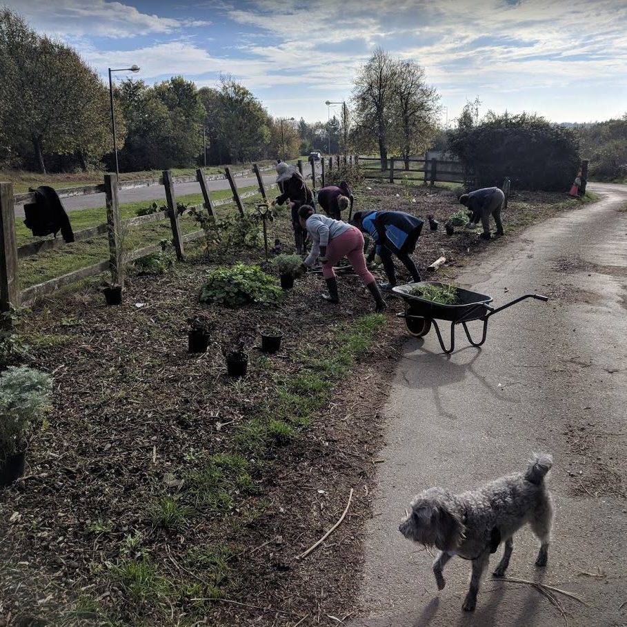 Setting the plants out, 2018
