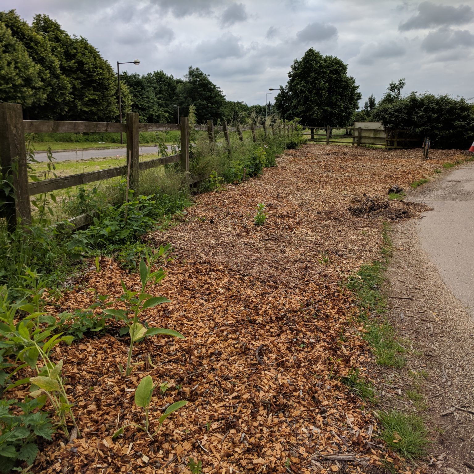 Original mulched bed, 2018