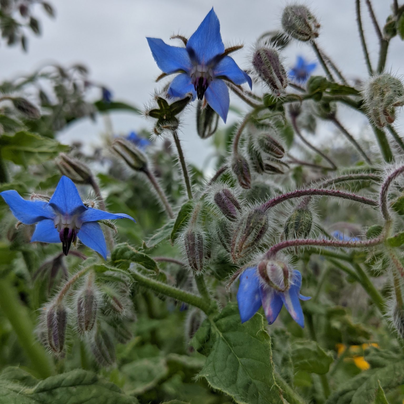 Borage flower