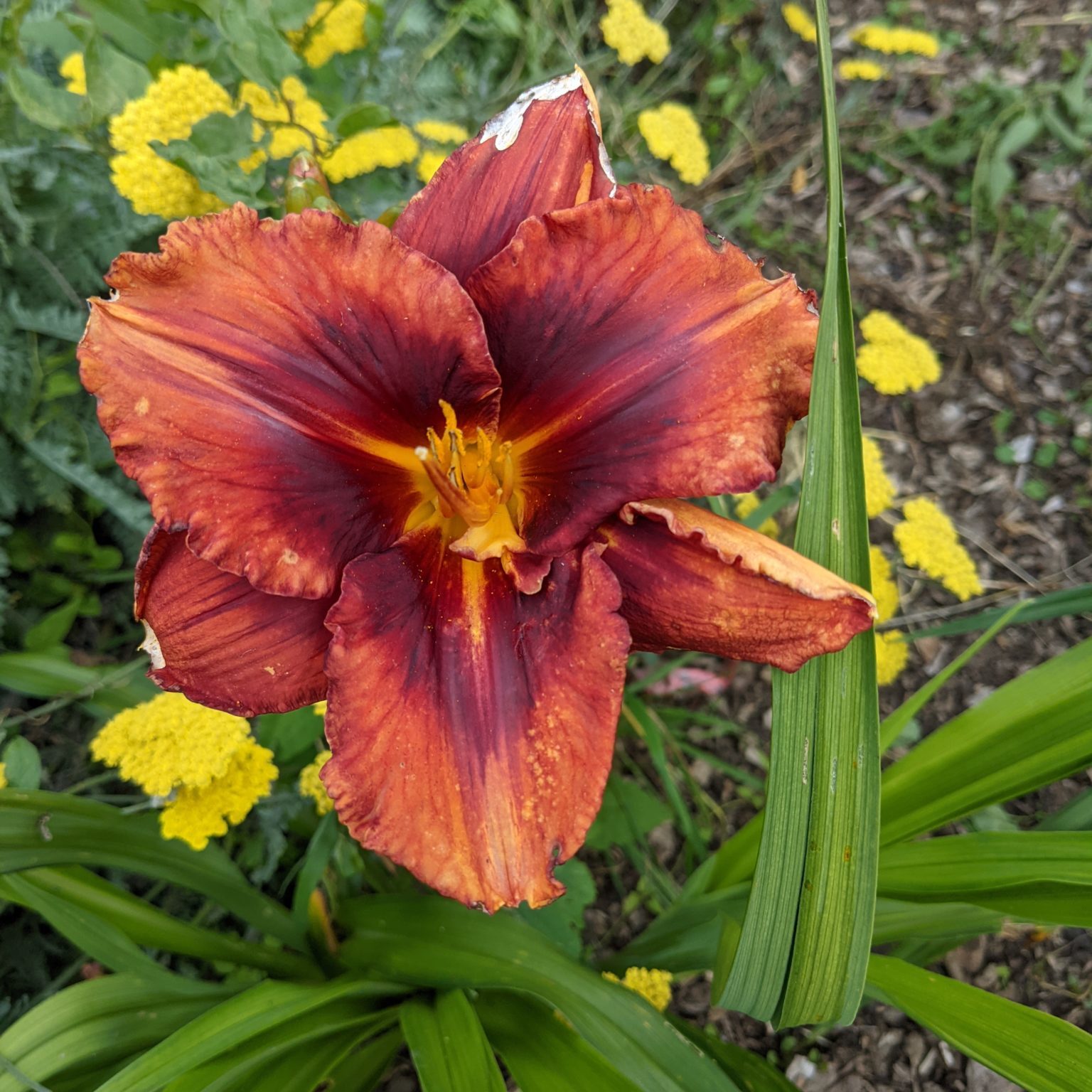 Day lily flower