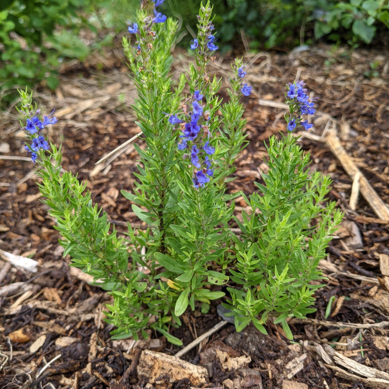 Rosemary flowers