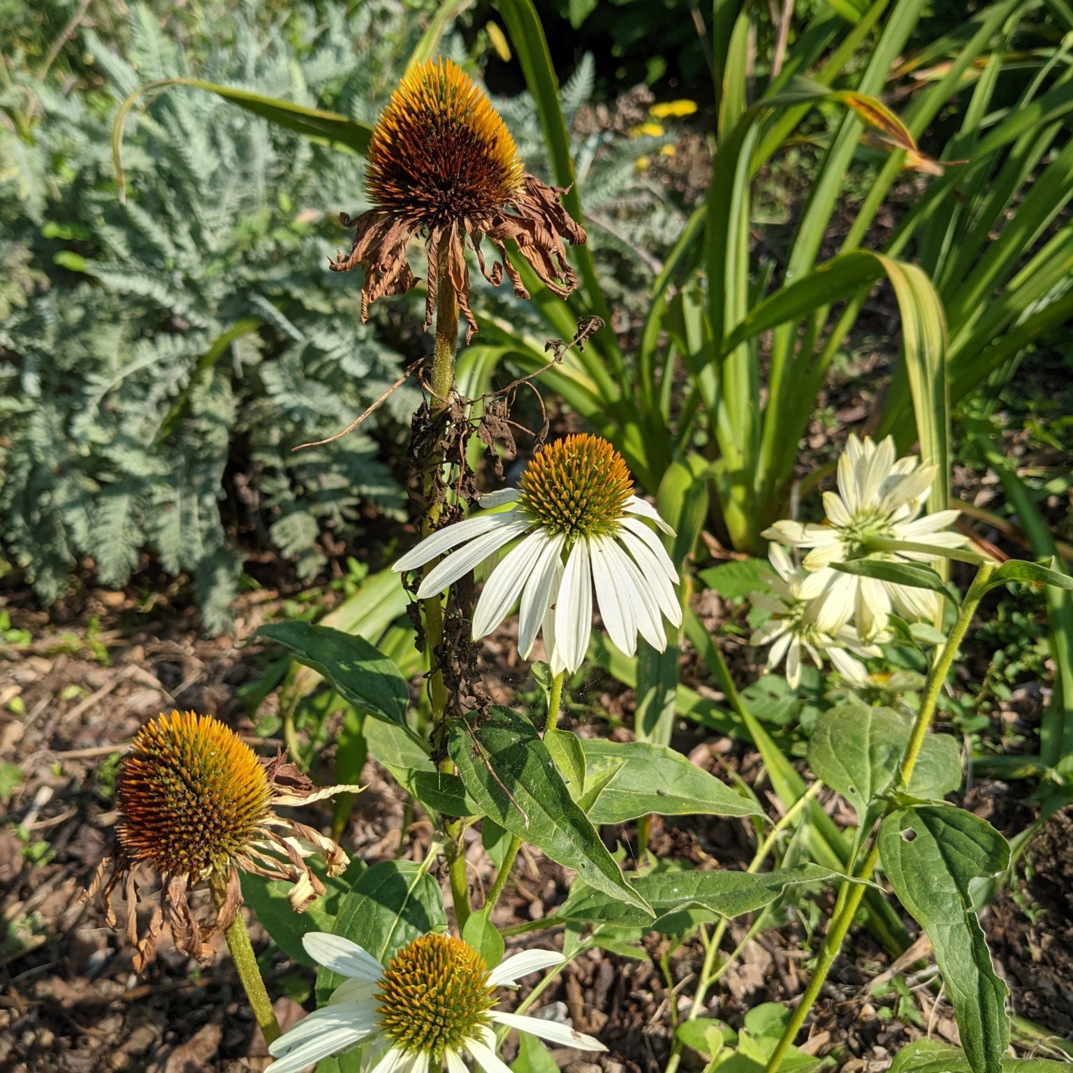 Echinacea flower