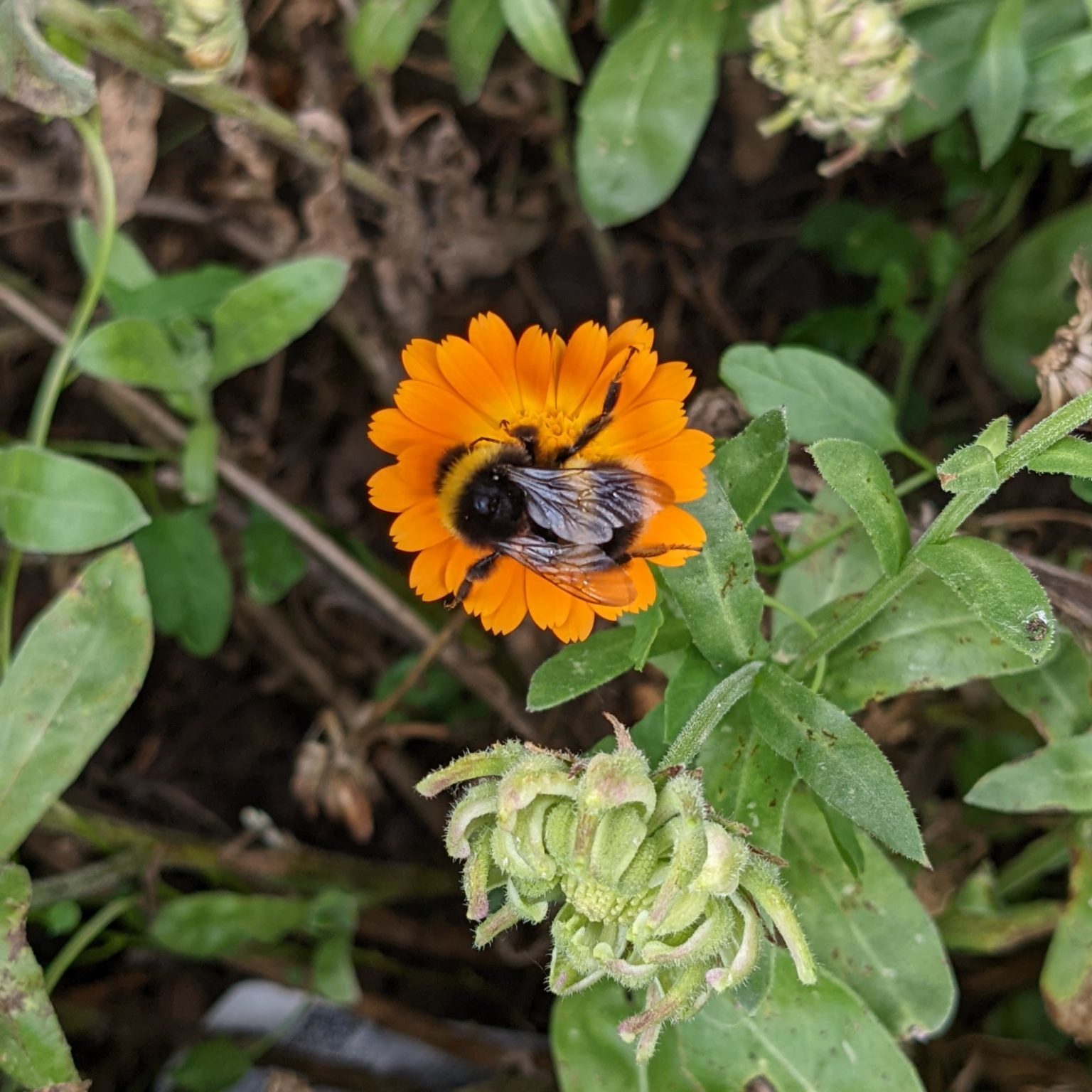 Bee on marigold candula