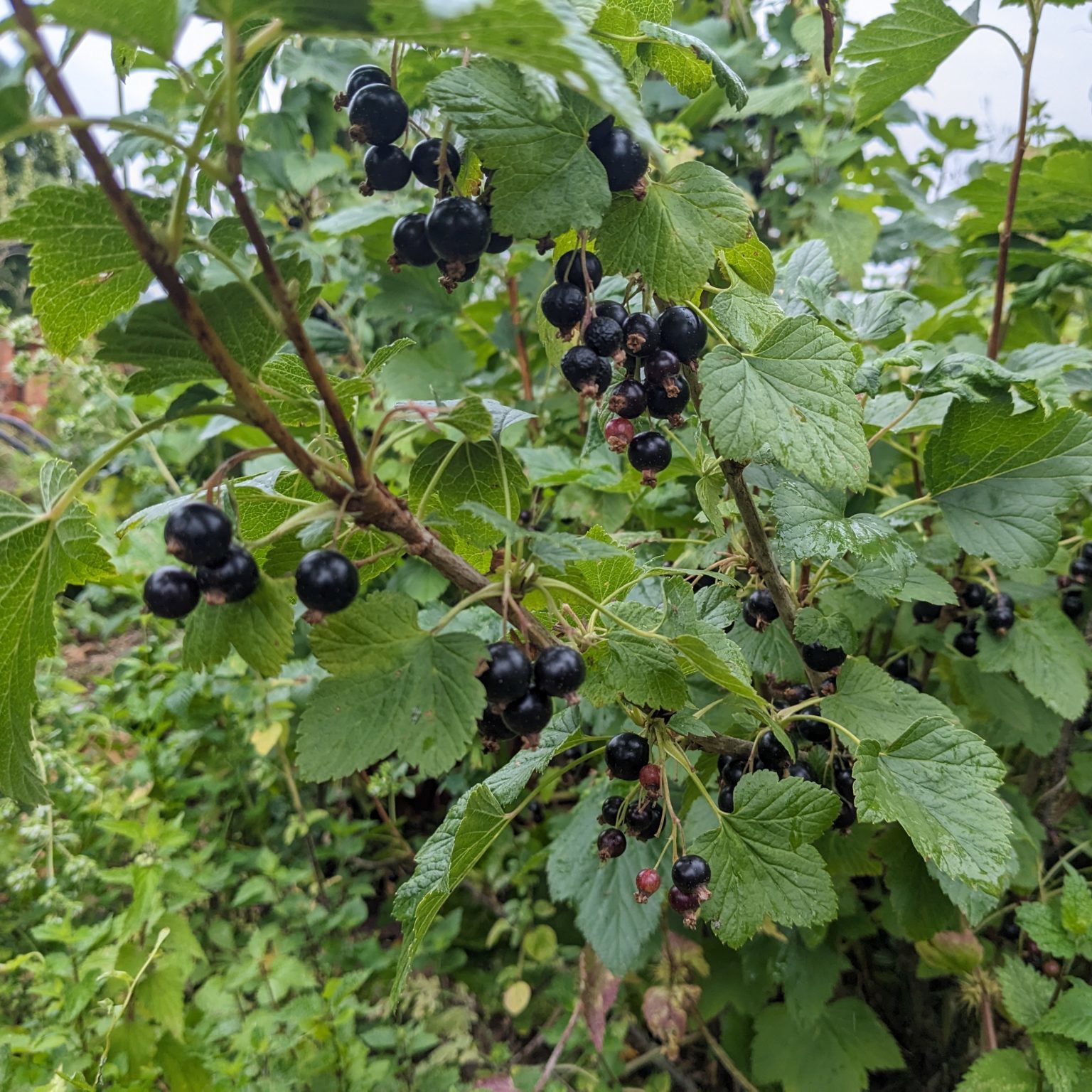 Blackcurrants