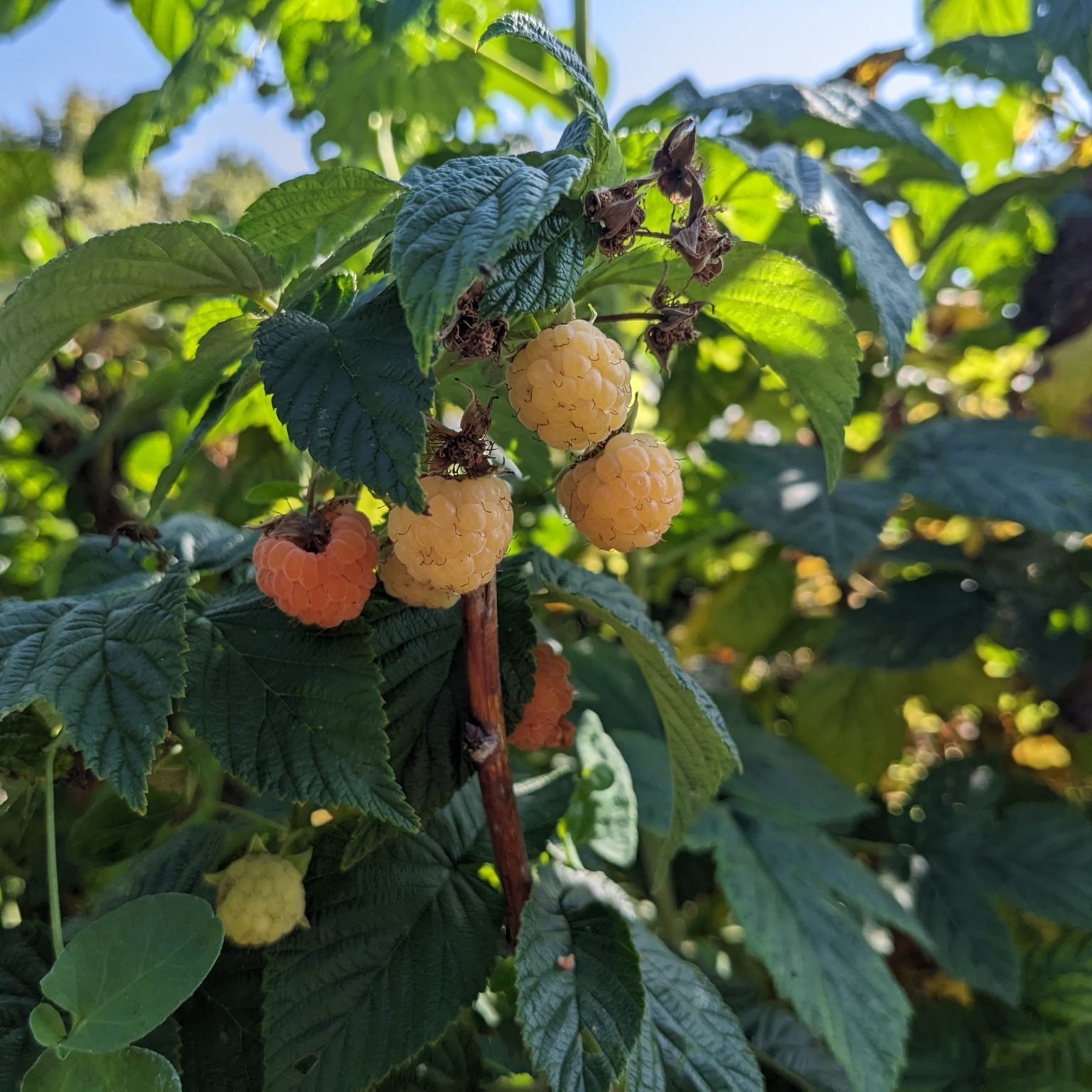 Golden raspberries